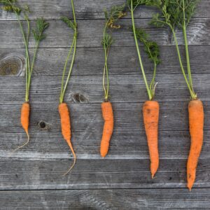 Carrots