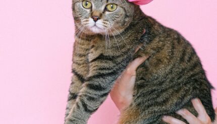 cat in a shower cap